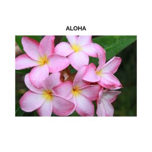 rosa Blumen von Hawaii