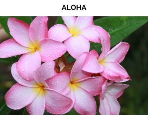 rosa Blumen von Hawaii
